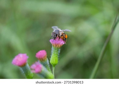 Close up macro image of bee pollinating flower symbolizing biodiversity and natural balance
