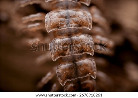 Close up macro image of a centipede