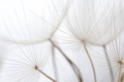 Close Up Macro Image Of Dandelion Seed Heads With Detailed Lace-like Patterns, On The Greek Island Of Kefalonia.