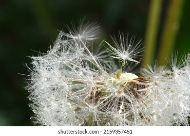 Close up macro image of dandelion seed head with delicate lace-like patterns. Detail shot of close up bud of a dandelion with water drops on dark background
