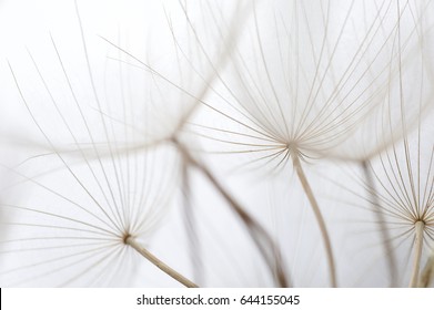 Close up macro image of dandelion seed heads with detailed lace-like patterns, on the Greek island of Kefalonia. - Powered by Shutterstock