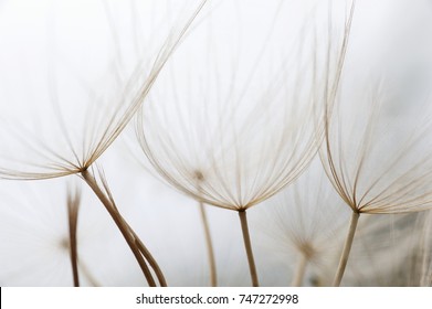 Close up macro image of dandelion seed heads with delicate lace-like patterns, on the Greek island of Kefalonia. - Powered by Shutterstock