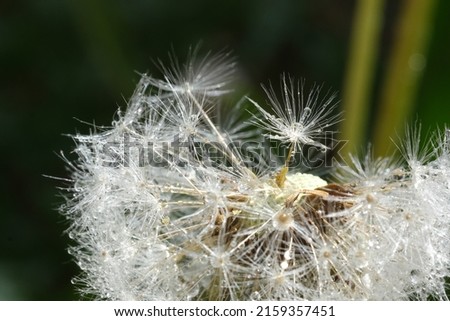 Close up macro image of dandelion seed head with delicate lace-like patterns. Detail shot of close up bud of a dandelion with water drops on dark background
