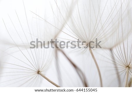 Close up macro image of dandelion seed heads with detailed lace-like patterns, on the Greek island of Kefalonia.