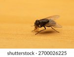 Close up macro image of Fly