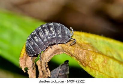 A close macro image of a Pill Bug, or Wood Louse crawling along a dead leaf in Houston, TX.