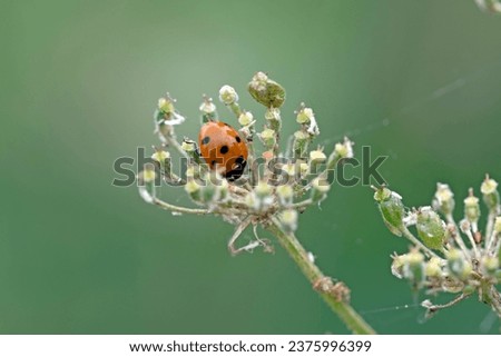 Similar – Image, Stock Photo earth bee Nature Plant