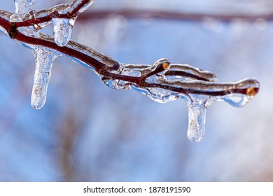 Close up macro image of tiny tree branches covered with water ice and icicles hanging down from them. It is a sunny day with light reflecting and refracting from ice. A scenic winter concept - Powered by Shutterstock