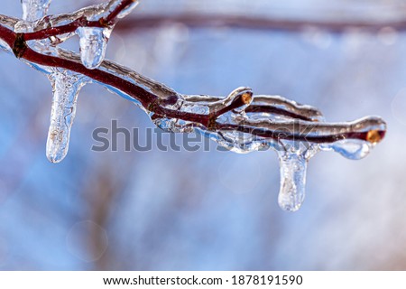 Close up macro image of tiny tree branches covered with water ice and icicles hanging down from them. It is a sunny day with light reflecting and refracting from ice. A scenic winter concept