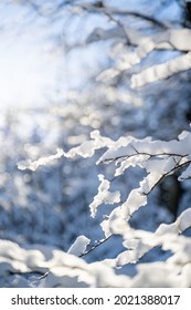 Close up macro image of tree branches covered with ice and sparkling snow. Winter sunny day with light reflecting. A scenic winter concept. Texture of ice and snow. Snow background. 