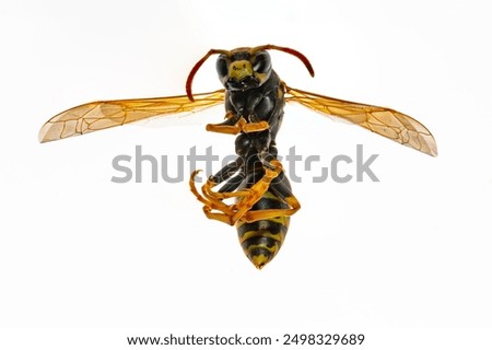 Close up macro of an isolated yellow jacket yellowjacket wasp