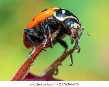 Close up macro of a ladybug perched on a green plant stem with a soft blurred background, highlighting natural insect detail and texture.