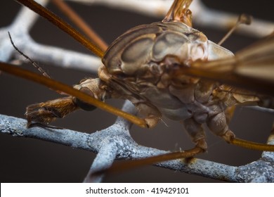 Close up macro of large crane fly or mosquito lookalike