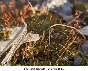 Close up Macro of Moss