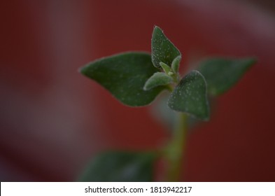 Close Up Macro Of Native Australian Edible Bush Food Bower Spinach (Tetragonia Implexicoma) Growing In Garden Against Blurred Red Brick Wall