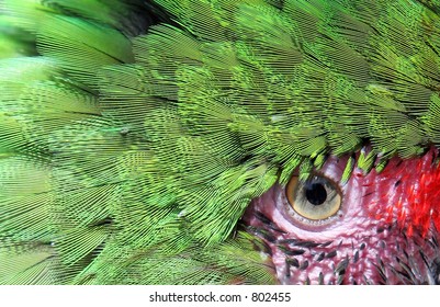 Close Up Macro Photo Of Colorful, Exotic Green Parrot Face And Eye With Pink Surround.