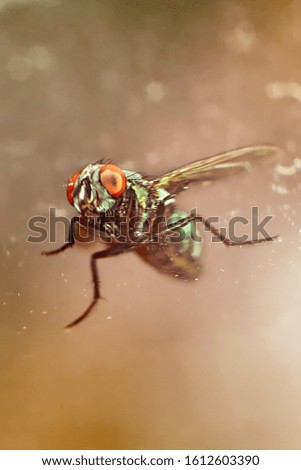 Similar – Dragonfly sunbathing