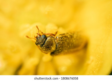Close Up Macro Photo Of A Drugstore Beetle (Stegobium Paniceum) In A Yellow Flower.