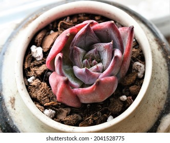 A Close Up Macro Photo Of An Echeveria Black Sabbath Succulent 