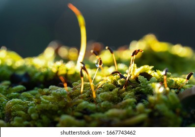 Close Up Macro Photo Of Moss Stems Or Bryophyte