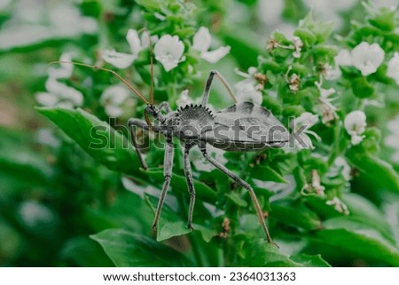 close up macro photo of a North American wheel bug (Arilus cristatus) hiding between the leafs of a basil plant with some flowers visible
