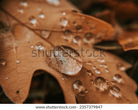 Close up macro photo of rain drops on fallen golden brown oak leaf on the ground in autumn. Nature after the rain, autumn vibes, deep brown fashion edition photo. melbourne, Australia gardens