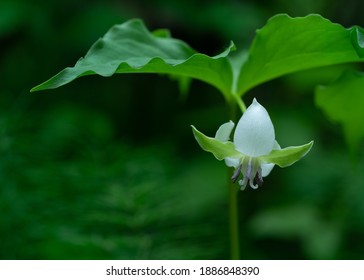 Close up macro photo of a single wild white nodding trillium on an out of focus background of green leaves.
 - Shutterstock ID 1886848390