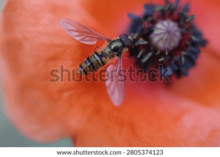 A Close Up Macro Photograph Of A Hoverfly Resting On The Vibrant Orange Petals Of A Poppy Flower, Capturing The Insects Striped Body And Translucent Wings.