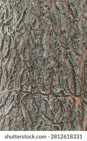 Close up macro photograph of rough bark texture from Ziziphus tree. Detailed organic pattern with cracked gray, green and brown tree bark.
