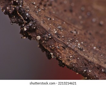 Close Up Macro Photography Of Abstract Photo