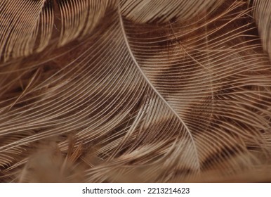 Close Up Macro Photography Of Abstract Photo