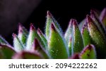 Close up macro photography of a sempervivum montanum plant, siempreviva, crassulaceae. Buenos Aires, Argentina
