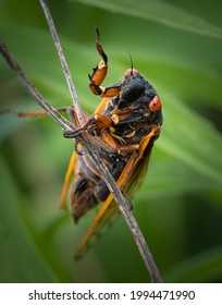 Close Up Macro Portrait Of A Periodical Cicada Perching On A Slender Plant In A Meadow In Eastern Pennsylvania