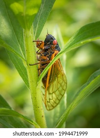 Close Up Macro Portrait Of A Periodical Cicada Perching On A Slender Plant In A Meadow In Eastern Pennsylvania