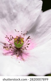 Close macro of red corn poppy Papaver rhoeas center with delicate petals