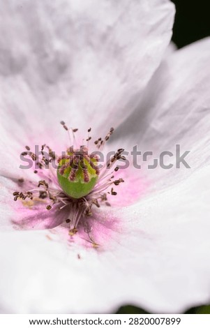 Close macro of red corn poppy Papaver rhoeas center with delicate petals