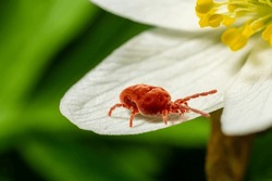 Gros Plan Sur Une Fleur D'anémone Blanche, Acarien De Velours Rouge Ou Trombidiidae En Milieu Naturel.