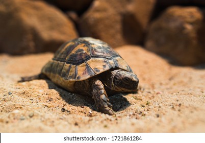 Crawling Animals Images, Stock Photos & Vectors | Shutterstock