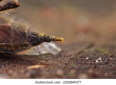 Close Up Macro Shot Of A Bee Sting Stinger