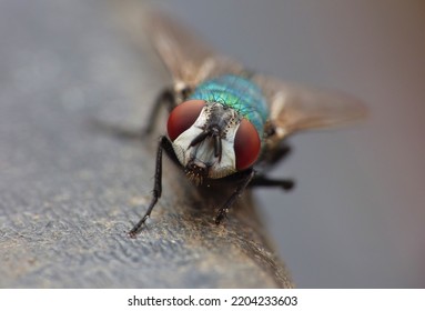 Close Up Macro Shot Of A Blue Bottle Fly. Blowfly.