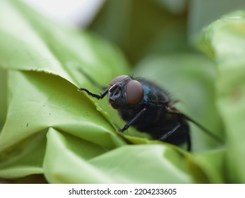 Close Up Macro Shot Of A Blue Bottle Fly. Blowfly.