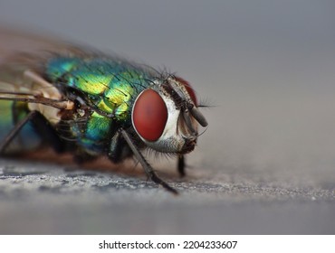 Close Up Macro Shot Of A Blue Bottle Fly. Blowfly.