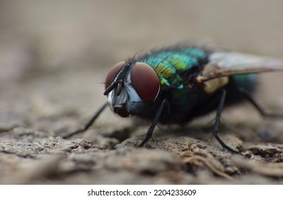 Close Up Macro Shot Of A Blue Bottle Fly. Blowfly.