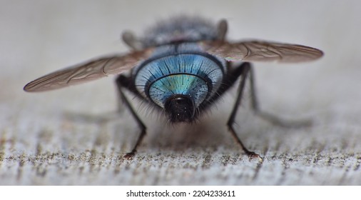 Close Up Macro Shot Of A Blue Bottle Fly. Blowfly.