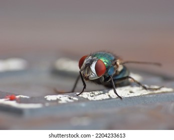 Close Up Macro Shot Of A Blue Bottle Fly. Blowfly.