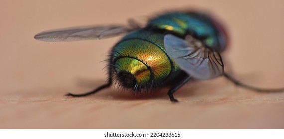 Close Up Macro Shot Of A Blue Bottle Fly. Blowfly.