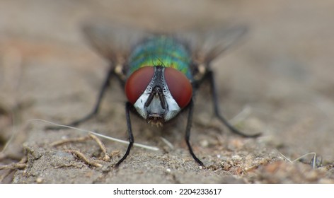 Close Up Macro Shot Of A Blue Bottle Fly. Blowfly.