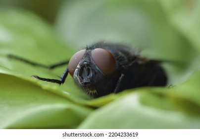 Close Up Macro Shot Of A Blue Bottle Fly. Blowfly.