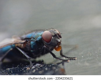 Close Up Macro Shot Of A Blue Bottle Fly. Blowfly.