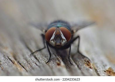 Close Up Macro Shot Of A Blue Bottle Fly. Blowfly.